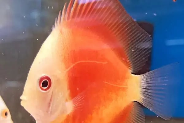 Mekân Malawi Petshop &amp; Akvaryum - Resim 3