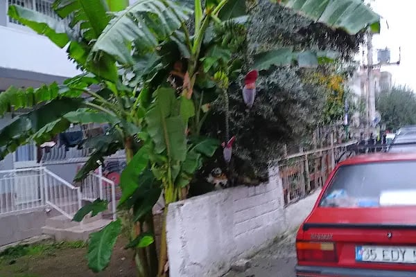 İzmir İşçievleri Ağız ve Diş Sağlığı Polikliniği - Resim 5