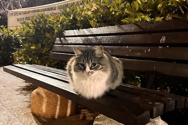 Millî Hakimiyet Parkı - Resim 10