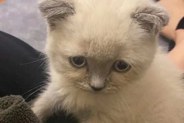 Keçiören Tepebaşı Veteriner Kliniği - Resim 6