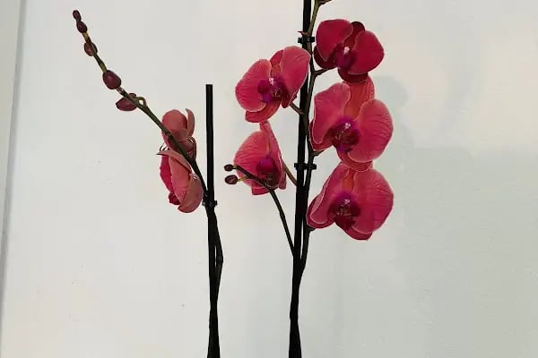 Maranda'A Çiçekçilik - Resim 18