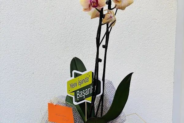 Maranda'A Çiçekçilik - Resim 5