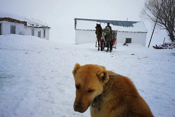 Boğatepe Peynir Müzesi - Resim 16