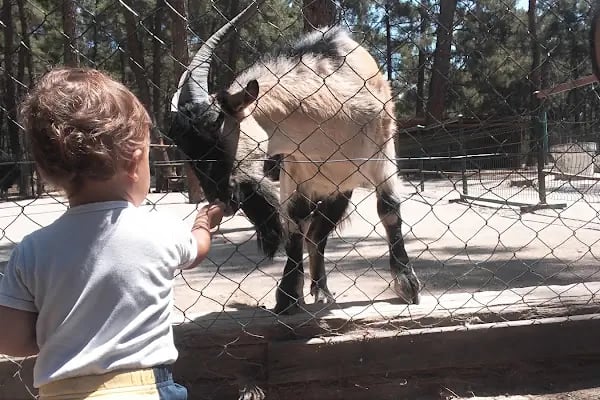 Çamlık Hayvanat Bahçesi - Resim 20