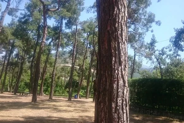 Çamlık Hayvanat Bahçesi - Resim 18