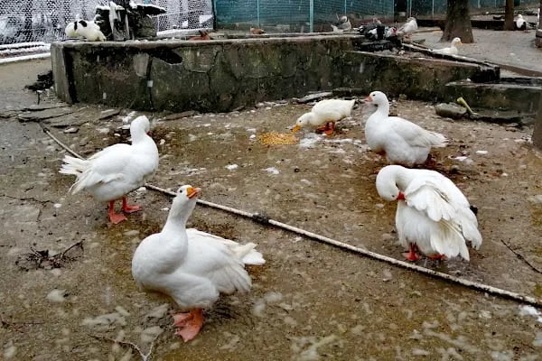 Çamlık Hayvanat Bahçesi - Resim 6