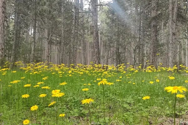 kocayayla karavan park ve piknik alani - Resim 14