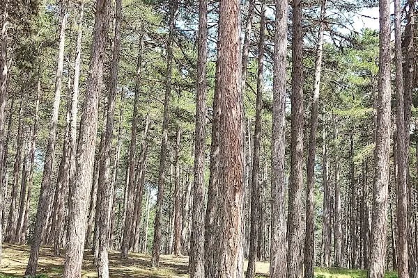 kocayayla karavan park ve piknik alani - Resim 2