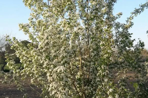 Büyükmangıt - Resim 6