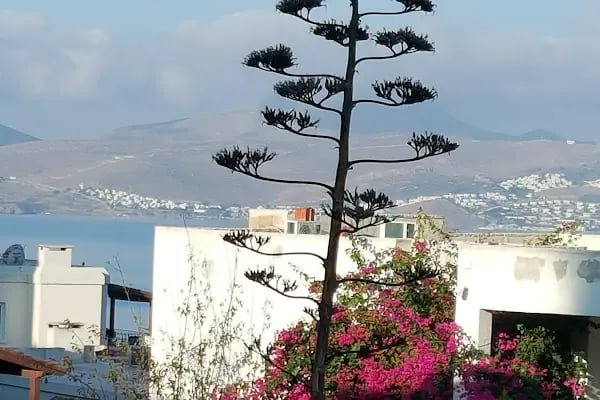 Smartline RİVA Bodrum Resort Otel - Resim 1
