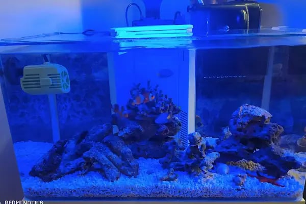 Paytak petshop - Resim 7
