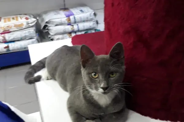 Paytak petshop - Resim 11