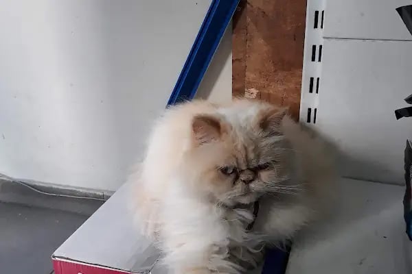 Paytak petshop - Resim 16