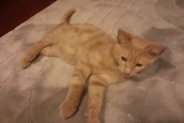 Paytak petshop - Resim 15