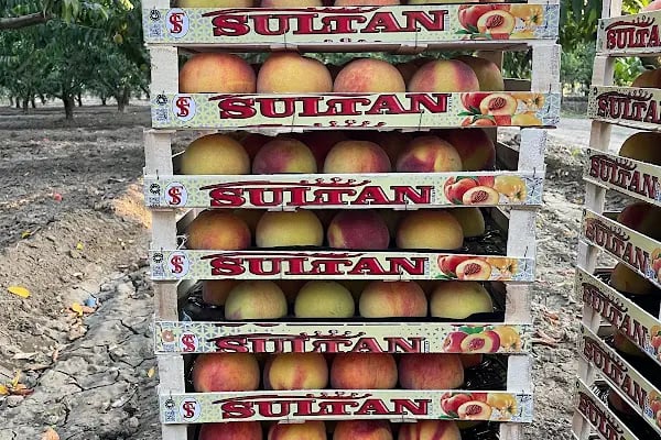 HACIBEY SULTAN İTHALAT İHRACAT TİC LTD ŞTİ - Resim 11