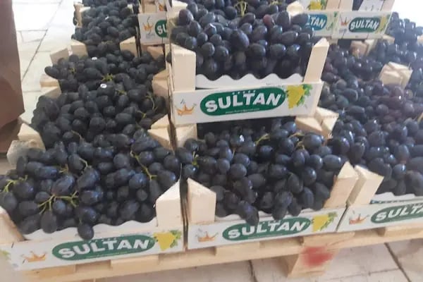 HACIBEY SULTAN İTHALAT İHRACAT TİC LTD ŞTİ - Resim 16