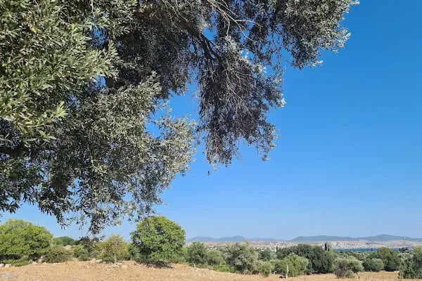 Teos Antik Kenti - Resim 13