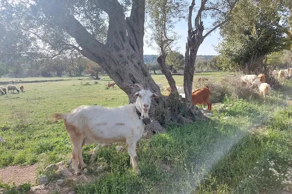 Teos Antik Kenti - Resim 19