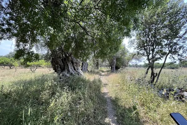 Teos Antik Kenti - Resim 8