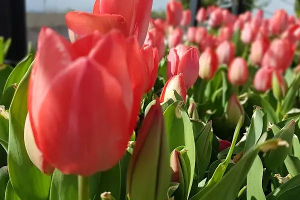 Kafem Akyokuş Park - Resim 18