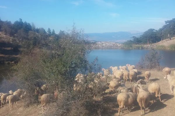 Depelarkası Bakırlı gölü - Resim 8