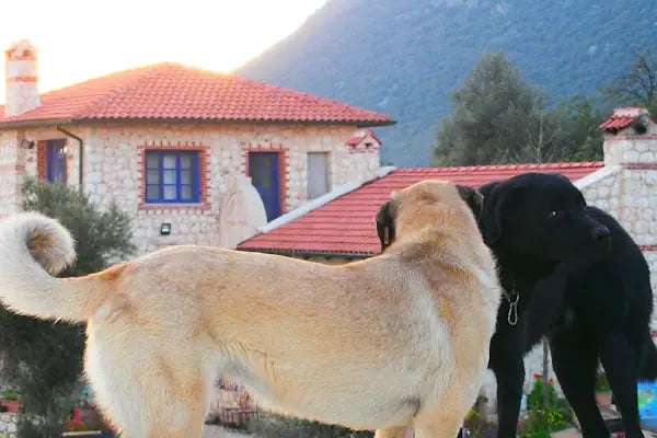 Kekova Flower Pansiyon&amp;Cafe - Resim 15