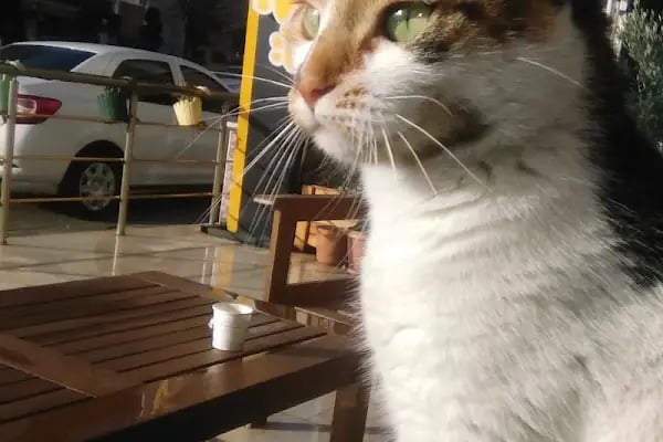 Pati House Veteriner Kliniği - Resim 4