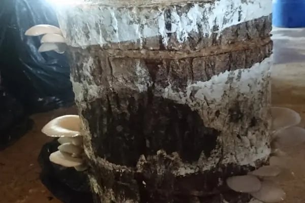 Efeler Kırbahcesi Bergama ManTar - Resim 10