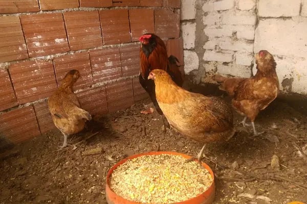 Efeler Kırbahcesi Bergama ManTar - Resim 2