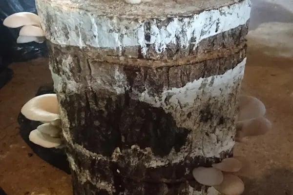 Efeler Kırbahcesi Bergama ManTar - Resim 5