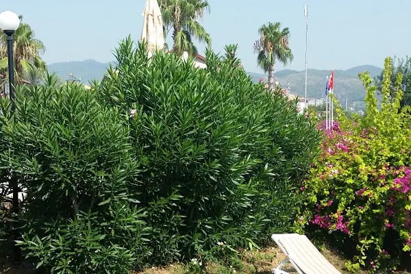 Bougainville Garden - Resim 19