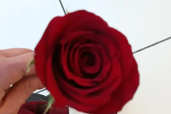 Selen Akvaryum 2 - Resim 5