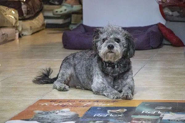 PET İMAJ PET KUAFÖR & PET SHOP & PET BUTİK - Resim 17