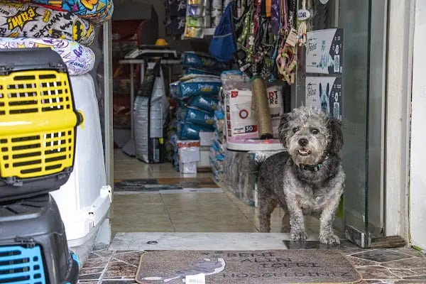 PET İMAJ PET KUAFÖR & PET SHOP & PET BUTİK - Resim 12