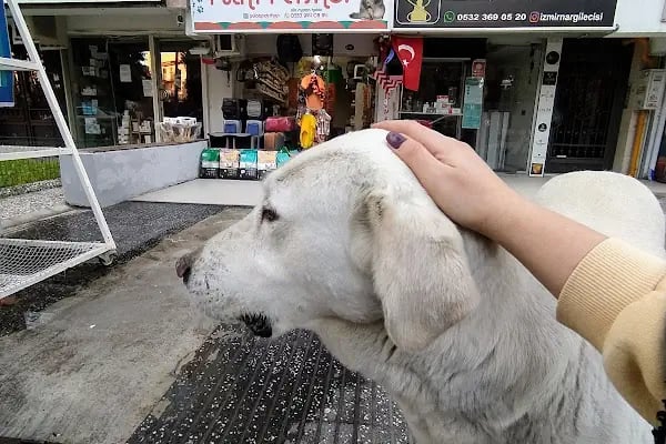 PET İMAJ PET KUAFÖR & PET SHOP & PET BUTİK - Resim 3