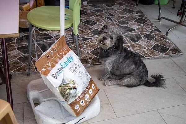 PET İMAJ PET KUAFÖR & PET SHOP & PET BUTİK - Resim 15
