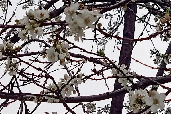 Altındağ Belediyesi Şehit Celalettin Ibiş Parkı - Resim 17