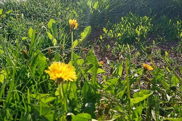 Altındağ Belediyesi Şehit Celalettin Ibiş Parkı - Resim 15