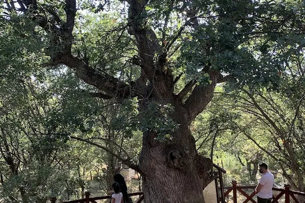 Çamlıdere Şeyh Ali Semerkandi Vakfı - Resim 2