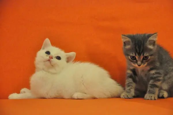 Karaca Petshop - Resim 19