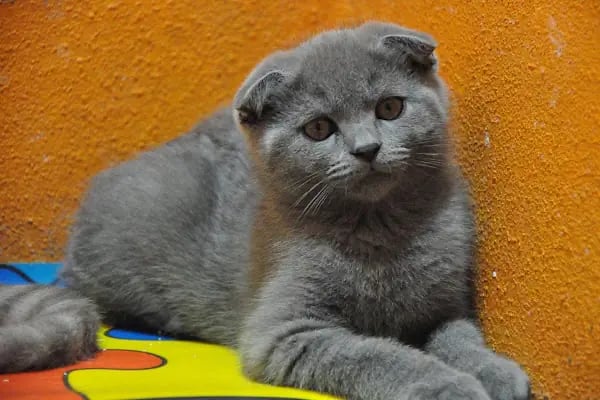 Karaca Petshop - Resim 20