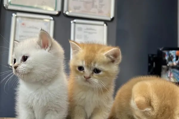 Karaca Petshop - Resim 4