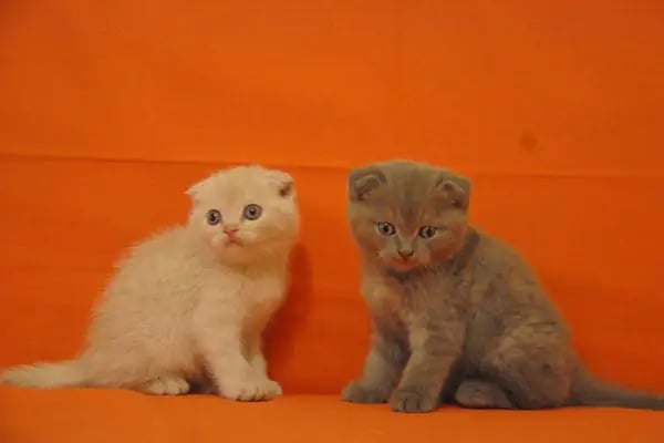 Karaca Petshop - Resim 16