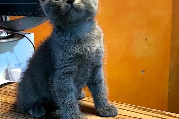 Karaca Petshop - Resim 10