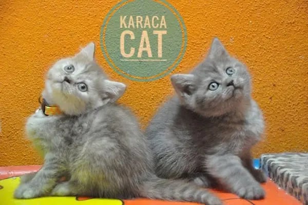 Karaca Petshop - Resim 8