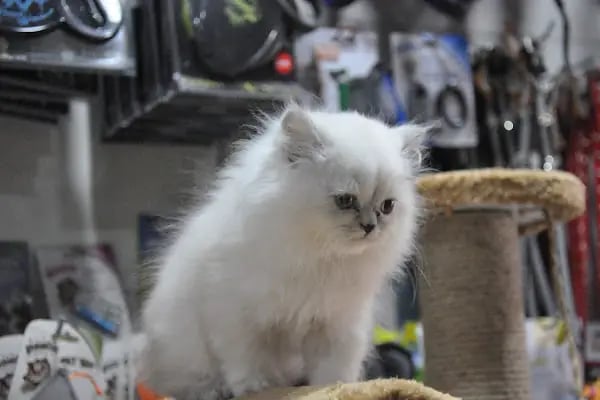 Karaca Petshop - Resim 18