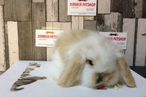 Karaca Petshop - Resim 7