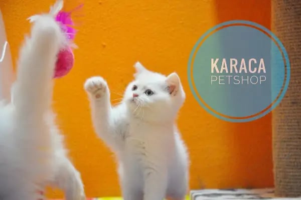 Karaca Petshop - Resim 2