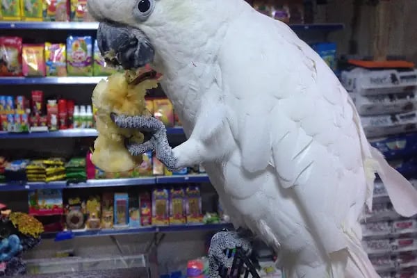 Karaca Petshop - Resim 11