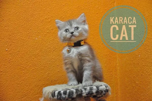 Karaca Petshop - Resim 14